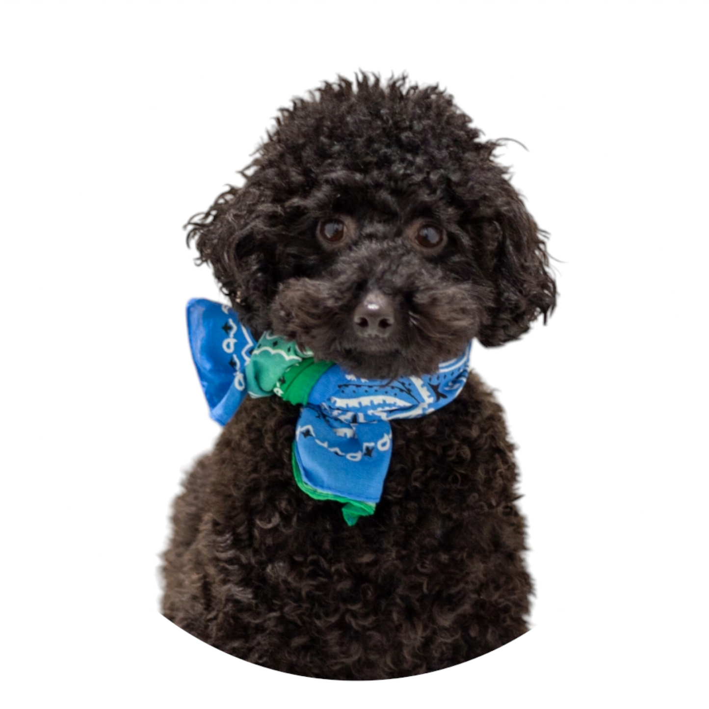 Two tone bandana
